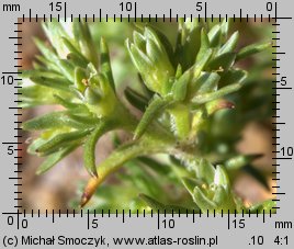 Scleranthus annuus (czerwiec roczny)