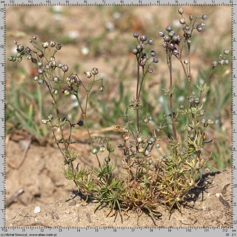 Spergula morisonii (sporek wiosenny)