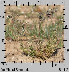 Spergula morisonii (sporek wiosenny)