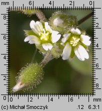 Cerastium semidecandrum (rogownica pięciopręcikowa)