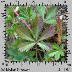 Potentilla neumanniana (pięciornik wiosenny)