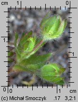 Potentilla neumanniana (pięciornik wiosenny)