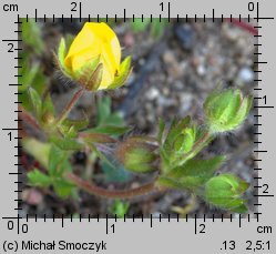 Potentilla neumanniana (pięciornik wiosenny)