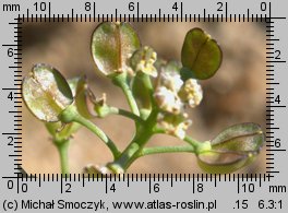 Teesdalea nudicaulis (chroszcz nagołodygowy)