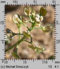 Teesdalea nudicaulis (chroszcz nagołodygowy)