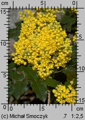 Mahonia aquifolium (mahonia pospolita)