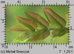 Mahonia aquifolium (mahonia pospolita)