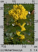 Mahonia aquifolium (mahonia pospolita)