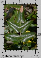 Mahonia aquifolium (mahonia pospolita)