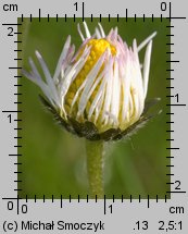 Bellis perennis (stokrotka pospolita)