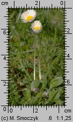 Bellis perennis (stokrotka pospolita)