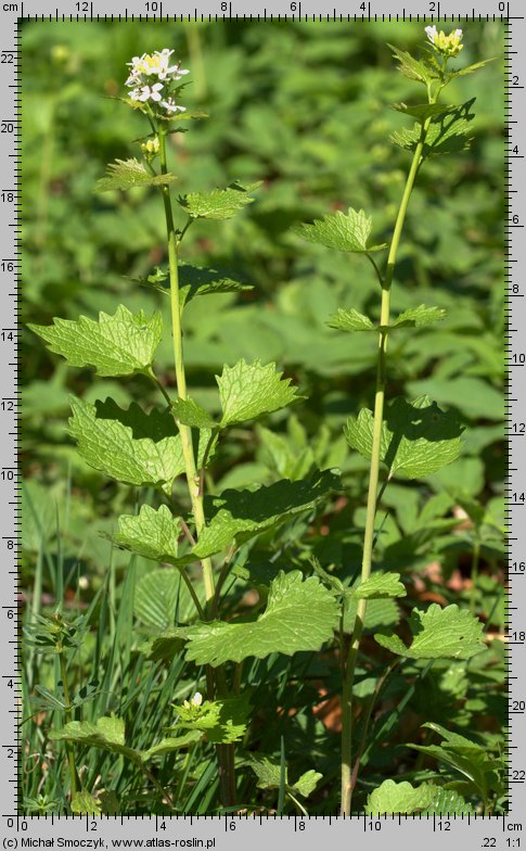 Alliaria petiolata (czosnaczek pospolity)