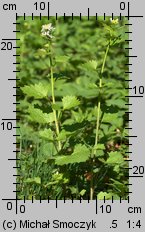 Alliaria petiolata (czosnaczek pospolity)