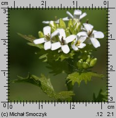 Alliaria petiolata (czosnaczek pospolity)