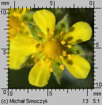 Potentilla argentea ssp. argentea (pięciornik srebrny typowy)