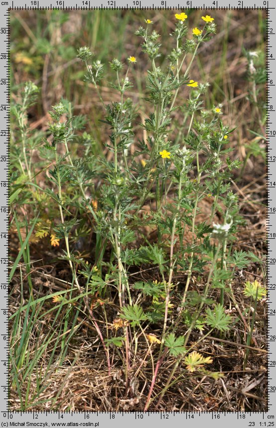 Potentilla argentea ssp. argentea (pięciornik srebrny typowy)