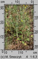 Potentilla argentea ssp. argentea (pięciornik srebrny typowy)