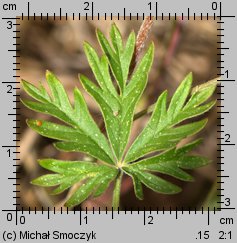 Potentilla argentea ssp. argentea (pięciornik srebrny typowy)