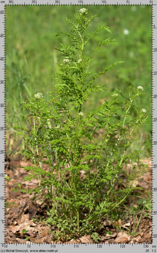 Cardamine impatiens (rzeżucha niecierpkowa)