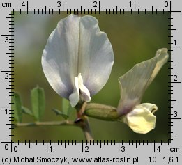 Vicia grandiflora (wyka wielkokwiatowa)