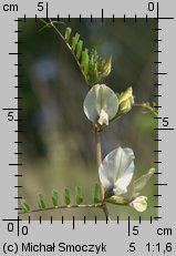 Vicia grandiflora (wyka wielkokwiatowa)