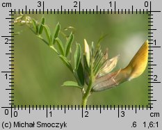 Vicia grandiflora (wyka wielkokwiatowa)