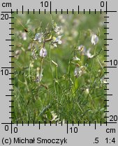 Vicia grandiflora (wyka wielkokwiatowa)