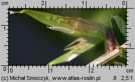 Vicia grandiflora (wyka wielkokwiatowa)