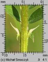 Vicia grandiflora (wyka wielkokwiatowa)