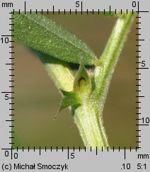 Vicia grandiflora (wyka wielkokwiatowa)