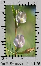 Vicia grandiflora (wyka wielkokwiatowa)