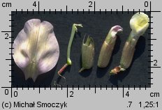 Vicia grandiflora (wyka wielkokwiatowa)