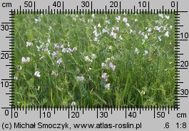 Vicia grandiflora (wyka wielkokwiatowa)