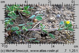 Medicago minima (lucerna kolczastostrąkowa)