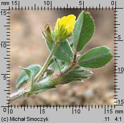 Medicago minima (lucerna kolczastostrąkowa)