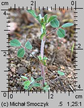 Medicago minima (lucerna kolczastostrąkowa)