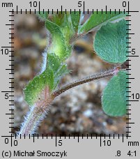 Medicago minima (lucerna kolczastostrąkowa)