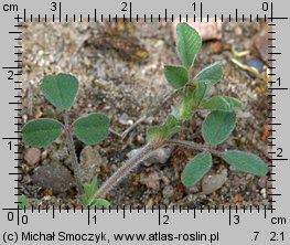 Medicago minima (lucerna kolczastostrąkowa)