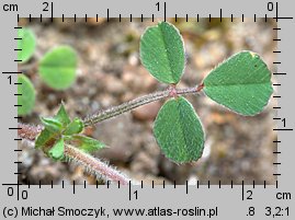 Medicago minima (lucerna kolczastostrąkowa)