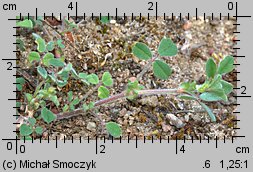 Medicago minima (lucerna kolczastostrąkowa)