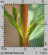 Epilobium hirsutum (wierzbownica kosmata)