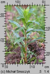 Epilobium hirsutum (wierzbownica kosmata)