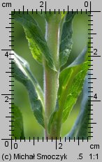 Epilobium hirsutum (wierzbownica kosmata)