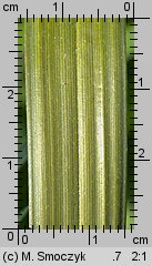 Carex riparia (turzyca brzegowa)