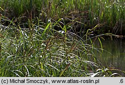 Carex riparia (turzyca brzegowa)