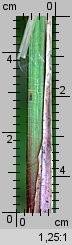 Carex riparia (turzyca brzegowa)