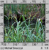 Carex riparia (turzyca brzegowa)