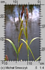 Carex riparia (turzyca brzegowa)