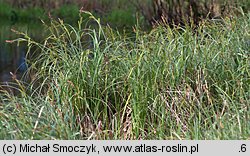 Carex acutiformis (turzyca błotna)