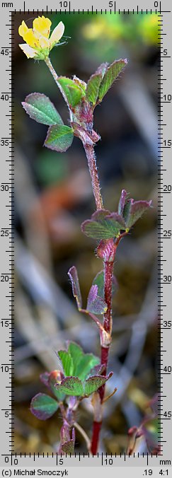 Trifolium dubium (koniczyna drobnogłówkowa)